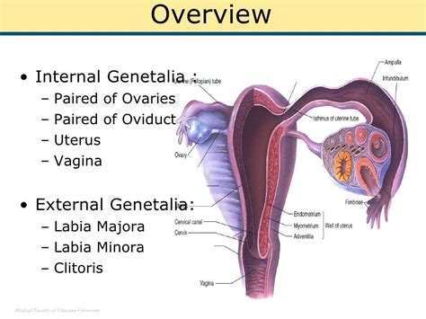 Category : Human surface anatomy of vulva